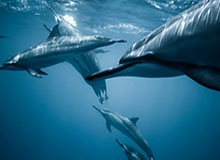 【新赛季盘点之20大大前锋】字母压浓眉 威廉森第五